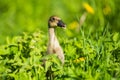 Little domestic gray duckling sitting in green grass Royalty Free Stock Photo