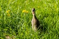 Little domestic gray duckling sitting in green grass Royalty Free Stock Photo