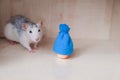 Little domestic rat plays, pet on a light background Royalty Free Stock Photo