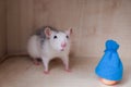 Little domestic rat plays, pet on a light background Royalty Free Stock Photo