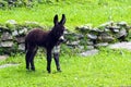 Little donkey