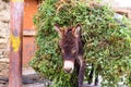 Little donkey carrying green peas on himself.