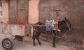 Little Donkey with a cart Royalty Free Stock Photo