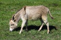 Little donkey eating grass on green meadow Royalty Free Stock Photo