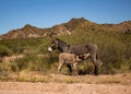 Little donkey feeding on its mother. Animals in nature. Mountain landscape of the Andes mountain Royalty Free Stock Photo