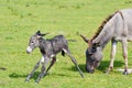 Little donkey first step Royalty Free Stock Photo