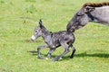 Little donkey and jenny Royalty Free Stock Photo