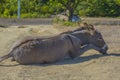 Donkey 4 months old with pleasure lying on the ground Royalty Free Stock Photo