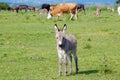 Little donkey on pasture