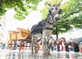 Little donkey pulling a tourist walk cart Royalty Free Stock Photo