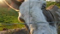 Little donkey smelling from behind a wire mesh. Curious mule