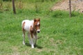 Little donkey in a stable