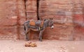 A little donkey standing outdoor in the area Petra Jordan site, waiting to be hired, Pink sand famous National Park, UNESCO World Royalty Free Stock Photo