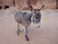 A little donkey standing outdoor in the area Petra Jordan site, waiting to be hired, Pink sand famous National Park, UNESCO World Royalty Free Stock Photo