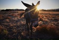 A little donkey at Sunset Royalty Free Stock Photo
