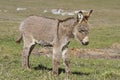 Little donkey on the Vezzena pass