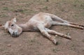 The little donkey was tired of the heat and lay down on the ground to rest on a Sunny summer day. Funny farm Pets