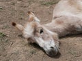 The little donkey was tired of the heat and lay down on the ground to rest on a Sunny summer day. Funny farm Pets