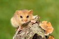 Little dormouse Royalty Free Stock Photo