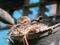 Little Doves Resting in Pot Royalty Free Stock Photo
