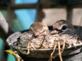 Little Doves Resting in Pot Royalty Free Stock Photo