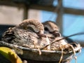 Little Doves Resting in Pot Royalty Free Stock Photo