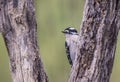 A little Downy Woodpecker sits between two tree branches. Royalty Free Stock Photo