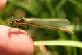 Little dragonfly Royalty Free Stock Photo