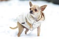 A little dressed chihuahua walking on the snow