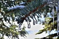 Little drop like Icicles on green Pine Tree branch during Winter in Transylvania. Royalty Free Stock Photo