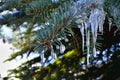 Little drop like Icicles on green Pine Tree branch during Winter in Transylvania. Royalty Free Stock Photo