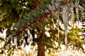 Little Icicles on green Pine Tree branch. Royalty Free Stock Photo