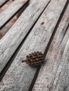 A little dry pinecone Royalty Free Stock Photo