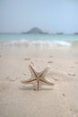 Little dried starfish on the beach