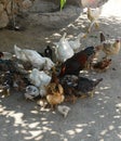 Little duck and chicken cub, brotherhood of animals, the world of animals,poultry are eating together, ducks and chickens fed Royalty Free Stock Photo