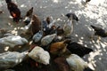 Little duck and chicken cub, brotherhood of animals, the world of animals,poultry are eating together, ducks and chickens fed Royalty Free Stock Photo