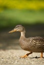 a little duck with long yellow legs on gravel ground with trees in background