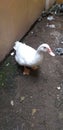 Little duck outside homy