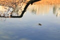 Little duck in pond Royalty Free Stock Photo