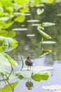 The little duck stands on the lotus leaf in the lotus pond