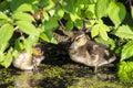 Little duckling hiding in the leaves.