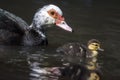 Little duckling with his mother