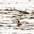 Little duckling in illuminated lake