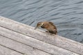 Little Duckling Jumping onto a Dock from the Water