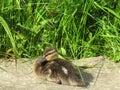 Little duckling in the river Dubrovenka Royalty Free Stock Photo
