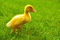 Little duckling runs