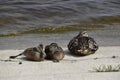 Little ducklings with a mother resting on concrete pavement.
