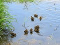 Little ducklings in the river Dubrovenka Royalty Free Stock Photo