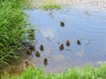 Little ducklings in the river Dubrovenka Royalty Free Stock Photo
