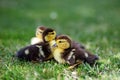 Little ducklings are sitting on the grass. Copy space. The concept of pets, farm, farming